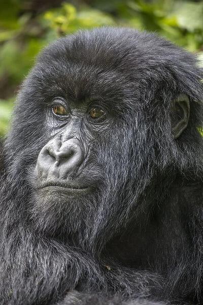 Africa, Rwanda, Volcanoes National Park, Portrait of Mountain Gorilla