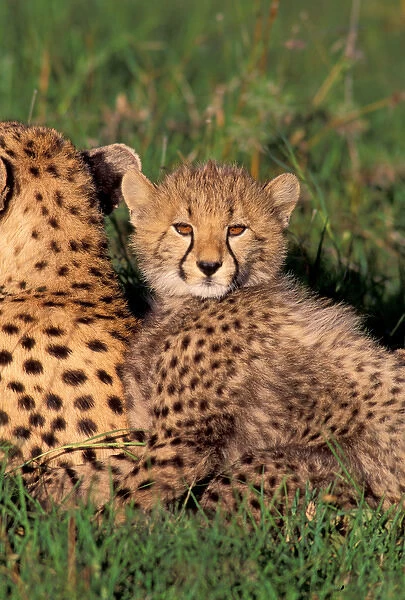 Africa, Safari, Leopard