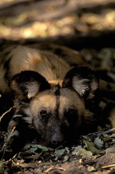 Africa, Sub-Saharan Africa. African (painted) wild dog (Lycaon pictus)