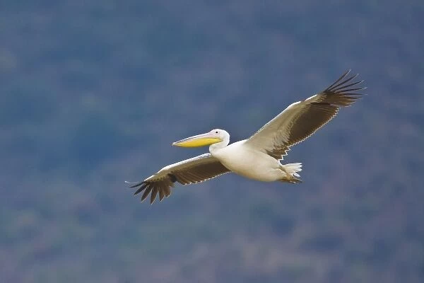 Africa. Tanzania. Great White Pelican flying in Manyara NP