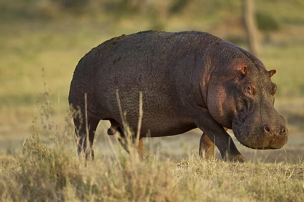 Africa, Tanznia, Serengeti National Park, Ngorongoro Crater, in Moru Kopjes, Hippopotamus