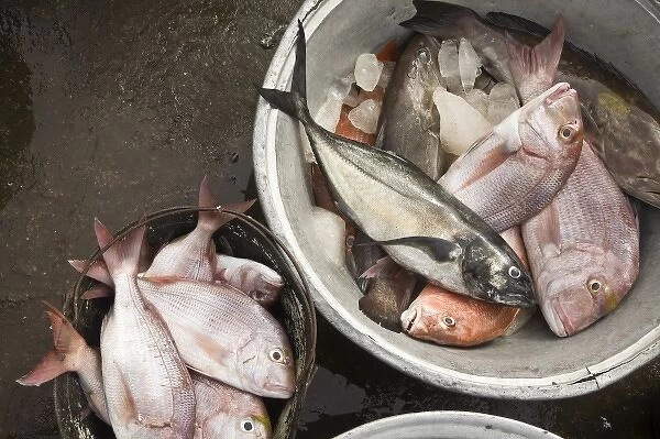 Africa, West Africa, Ghana, Elmina. Close-up shot of fish for sale at Elmina fish market
