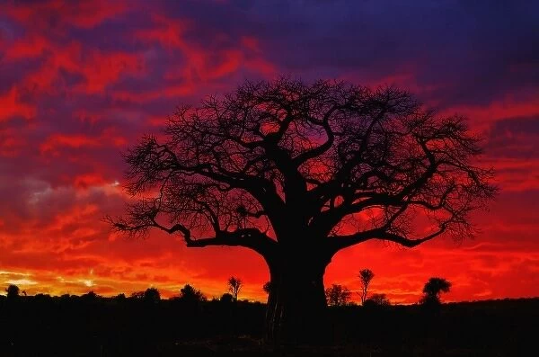 African baobab tree, Adansonia digitata, silhouetted at sunset, Tarangire National Park