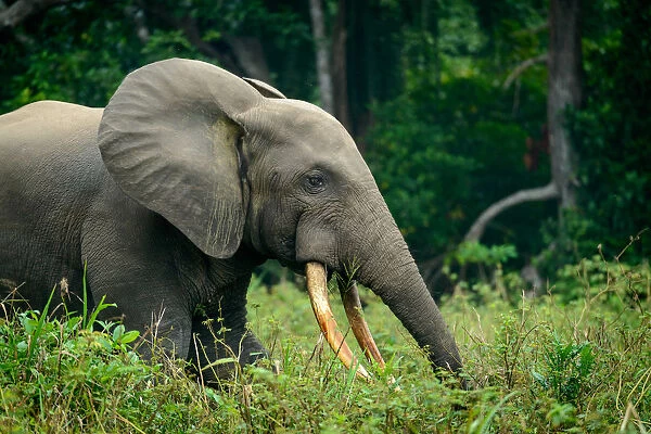 African forest elephant (Loxodonta cyclotis). Odzala-Kokoua National Park. Cuvette-Ouest Region