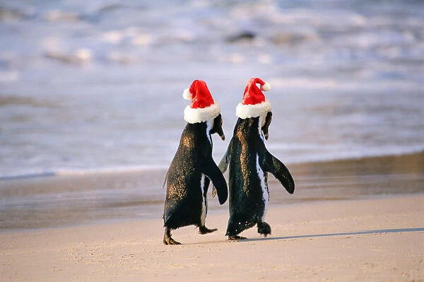 African Penguins (Spheniscus Demersus) walking hand in hand near Capetown, South Africa