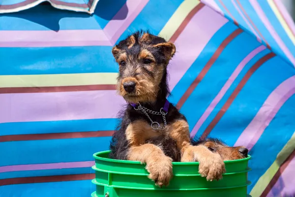 Airedale puppies in a green bucket