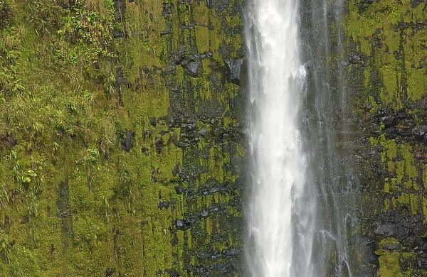 Akaka Falls, Hamakua Coast, Island of Hawaii, Hawaii, USA
