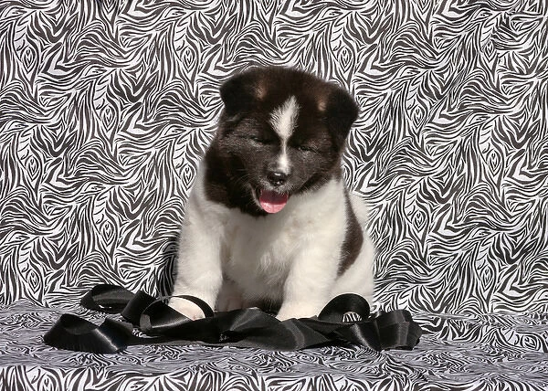 Akita Puppy sitting in black and white