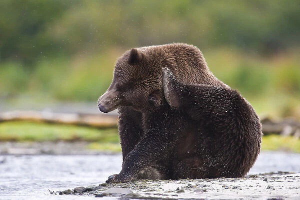 Alaska. Katmai NP. Coastal Brown Bear taking a break while fishing for salmon