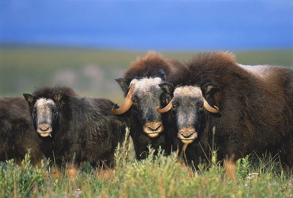 06. Alaska, North Slope, Brooks Range, Musk oxen with calf