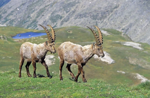 Alpine Ibex (Capra ibex) two bulls in spring. The long winter in the high mountains etiolated