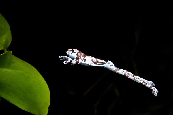 Amazon Cave  /  Milk Frog, Phrynohyas (Trachycephalus) resinifictrix, Native to Brazil