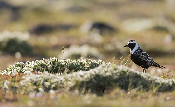 American golden plover silhouette on the Arctic tundra