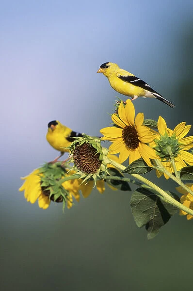 American Goldfinch male (Carduelis tristis) on Common Sunflower (Helianthus annuus), IL