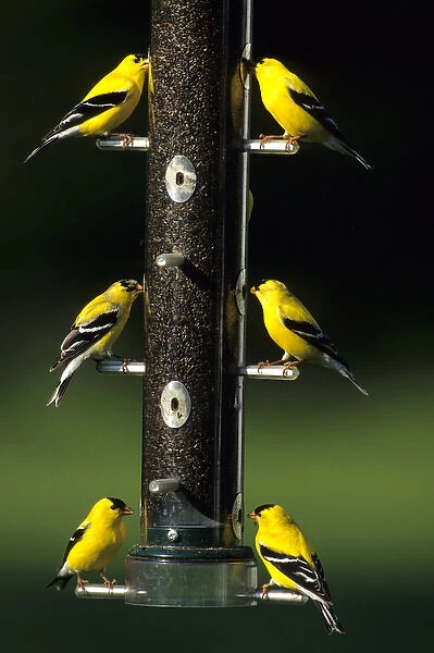 American Goldfinches (Carduelis tristis) males on thistle feeder, Marion Co. IL