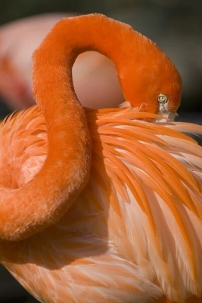 American Greater Flamingo (Phoenicopterus ruber) Preening form sinuous and sculptural