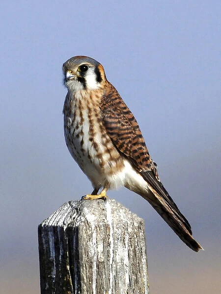 The American Kestrel (Falco sparverius) is a small falcon, and the only kestrel found