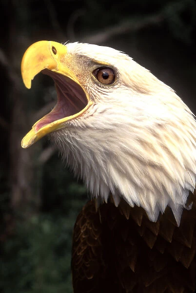 Americas Symbol - The Bald Eagle in Nature