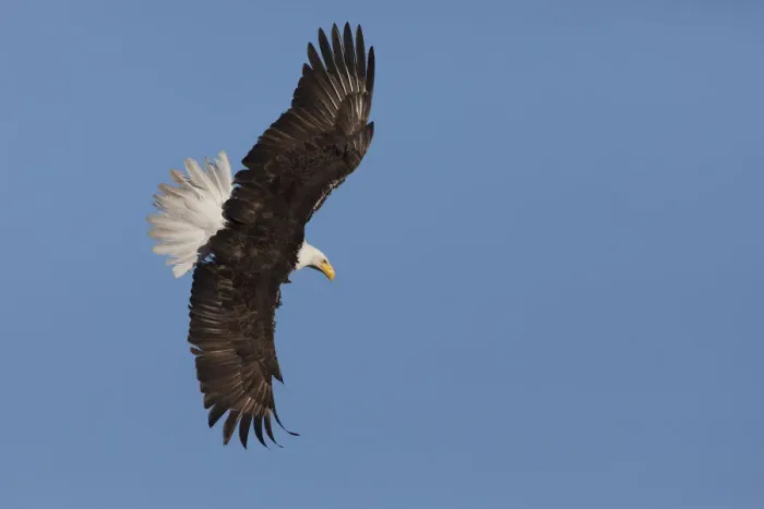 Framed Print : Bald Eagle Print Framed Print : Bald Eagle Print