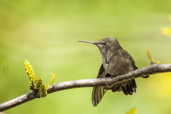 Annas Hummingbird at rest. Perched on the branch of a honey locust tree