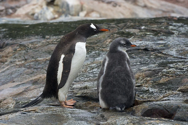 Antarctica. Antarctic Peninsula. Petermann Island. Gentoo penguin (Pygoscelis papua) parent