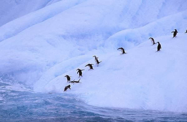 Antarctica, Antarctic Peninsula. Chinstrap Penguins on icebergs (Pygoscelis antarctica)