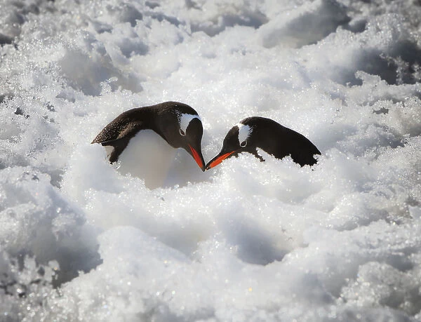 Antarctica. A pair of gentoo penguins touching beaks