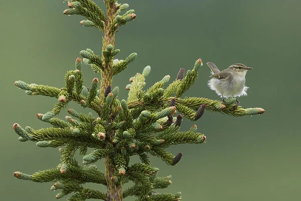 Arctic Warbler, Sub-arctic Boreal forest