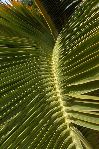 01. Aruba, Palm Beach, palm tree at La Cabana Resort
