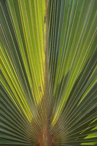 01. Aruba, Palm Beach, palm tree at Radisson Resort