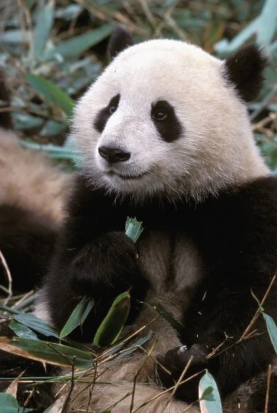 Asia, China, Chengdu. Giant Panda Sanctuary - Young captive panda eating bamboo