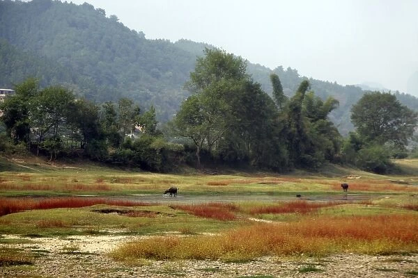 Asia, China, Guilin. Water Buffalo graze in autumn grasses along Li River