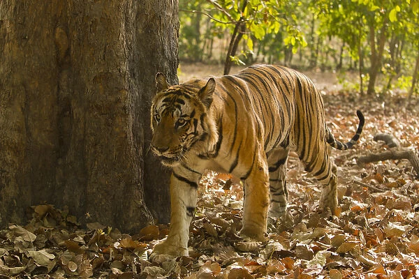Asia; India Bandhavgarh National Park, Bengal Tiger, Panthera tigris tigris, walking