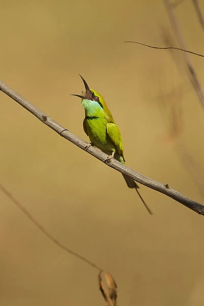 Asia, India, Kanha National Park, Little Green Bee-eater, Merops orientalis, on branch