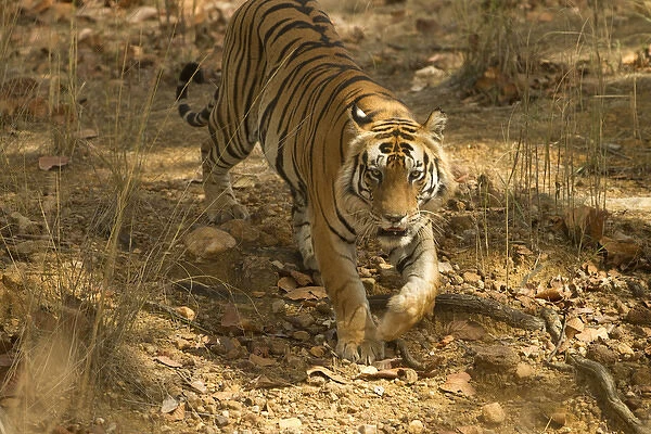 Asia, India, Kanha National Park, Bengal Tiger, Panthera tigris tigris, walking, endangered species
