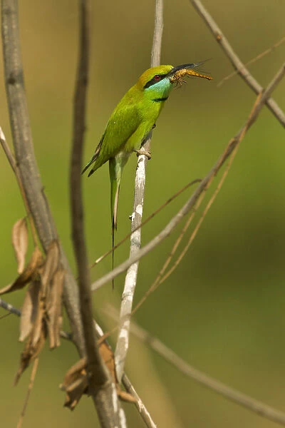Asia, India, Kanha National Park, Madhya Pradesh, Green Bee-eater, Merops orientalis