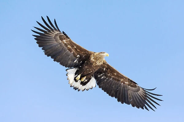 Asia, Japan, Hokkaido, Kushiro, Akan International Crane Center, white-tailed eagle
