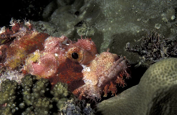 Asia, Papua New Guinea. Tasseled scorpionfish (Scorpaenopsis oxycephala)