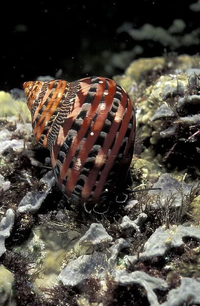 Asia, Papua New Guinea. Underwater snail