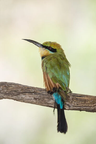 Australia, NT, Alice Springs. Rainbow bee-eater (Merops ornatus)