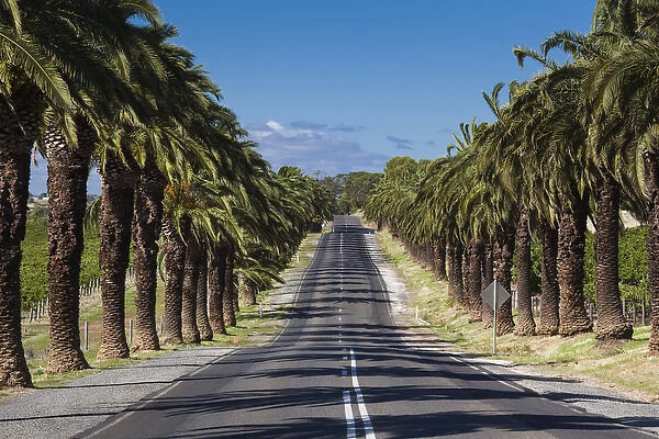 Australia, South Australia, Barossa Valley, Seppeltsfield, country road with palm trees