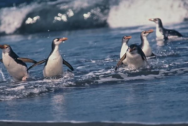 Australia, subantarctic Macquarie Island. Royal penguins