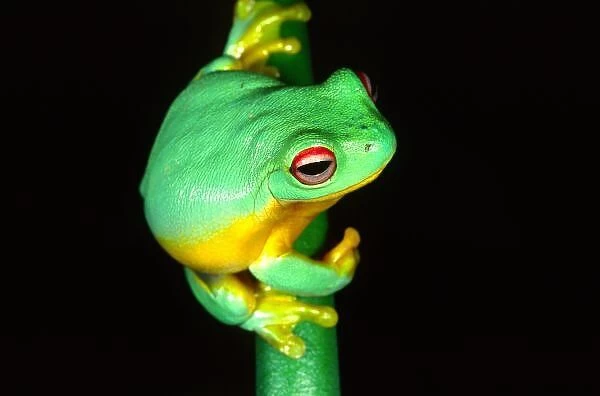 Australian Red Eye Treefrog, Litoria chloris, Native to Eastern Australia