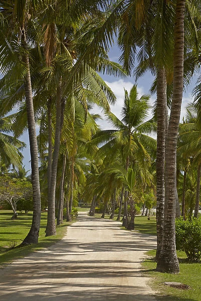 Avenue of Palms, Musket Cove Island Resort, Malolo Lailai Island, Mamanuca Islands