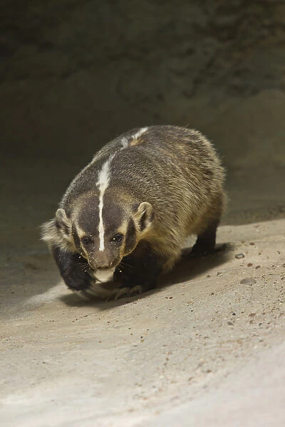Badger (Taxidea taxus) prowling for prey, Texas