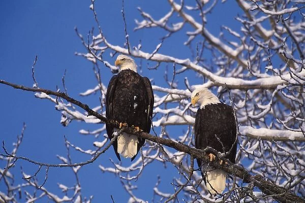 Bald Eagle, Alaska, Chilkat Bald Eagle Preserve, Winter on the Chilkat River, Valley Of The Eagles