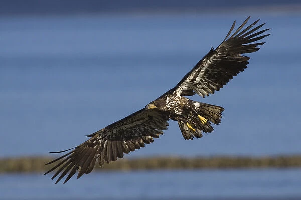 Bald Eagle in Flight, immature
