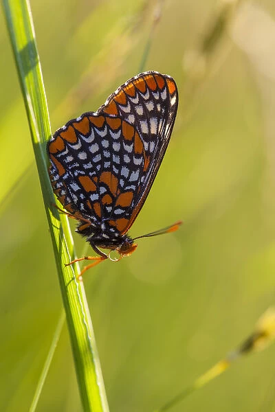 Baltimore Checkerspot butterfly, Euphydryas phaeton, in a field at Phillips Farm in Marshfield
