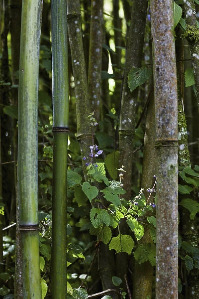 Bamboo Forest, Ruwenzori, Uganda