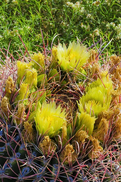Barrel cactus in bloom, Anza-Borrego Desert State Park, California, USA